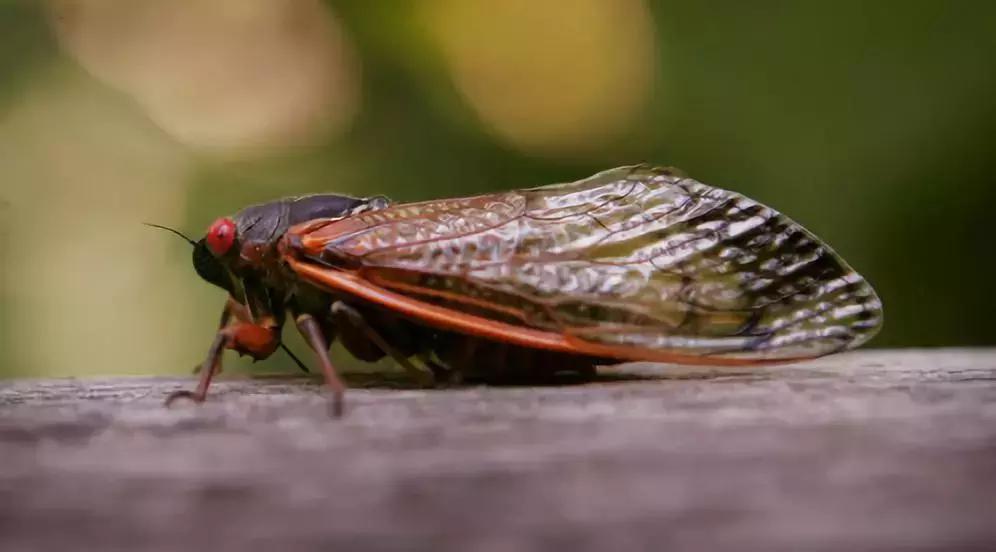 这种蝉中奇葩做了一道数学题，选择了一个让科学家想破脑袋的习性