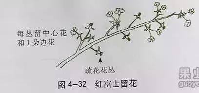 5年红富士苹果树冬季修剪技术,苹果树的冬季修剪技术视频