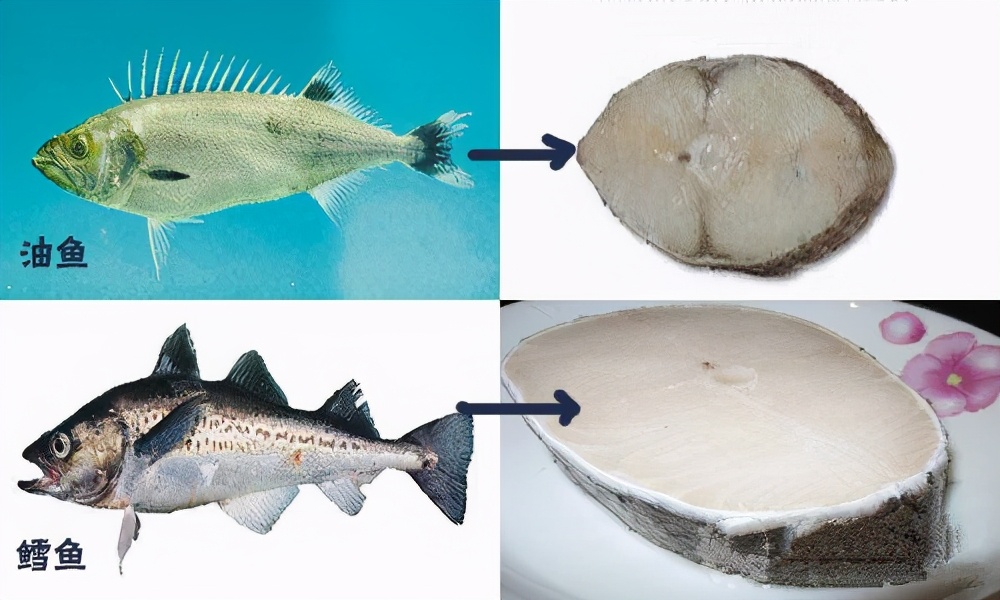 这种鱼被列为一级致癌物,你们见过吃了就会屁屁流油的鱼吗