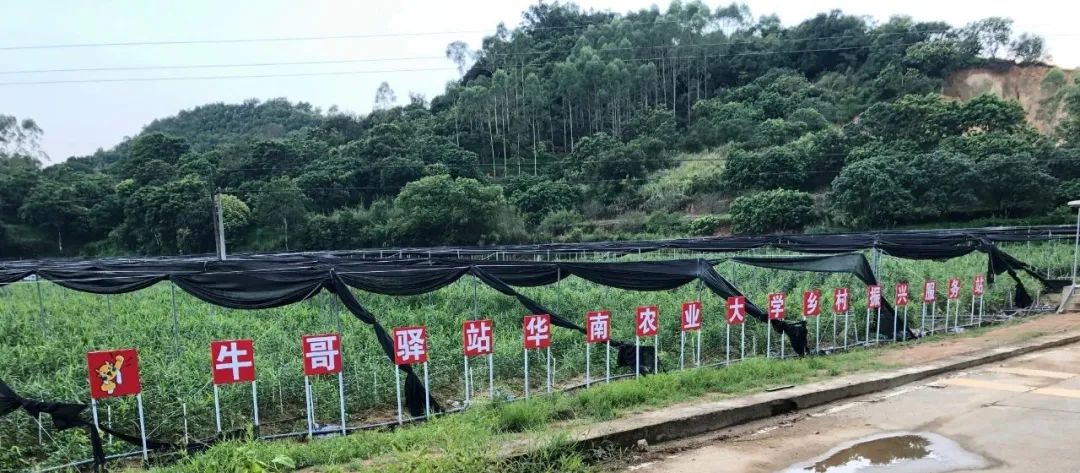 顺和园南姜种植,顺和园南姜种植合作社