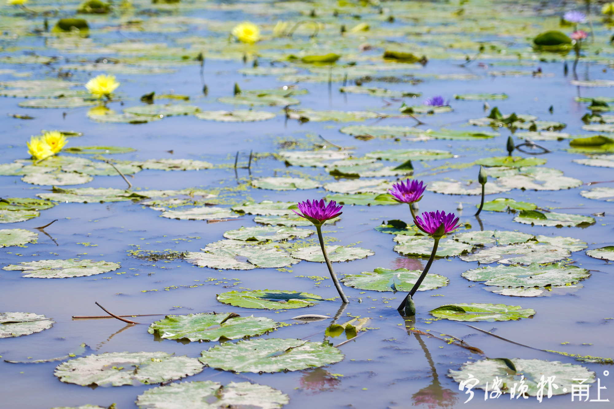 宁波北仑区哪里有薰衣草花海景区,宁波北仑梅山花海