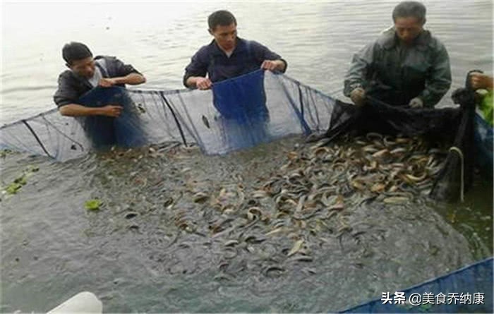 价格低迷3个月，至今难上8元，渔民却已经开始投苗