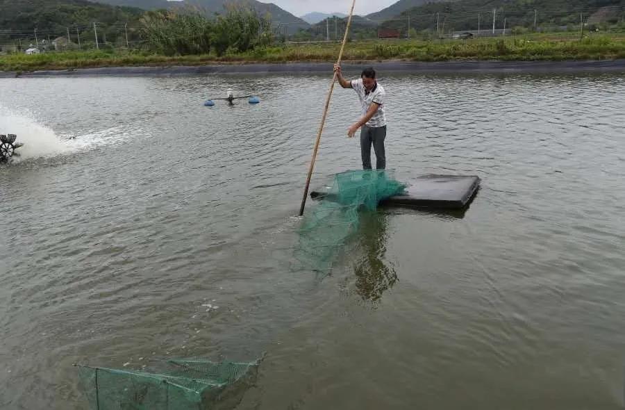 保肝养虾的正确方法,养殖对虾如何保肝护肠
