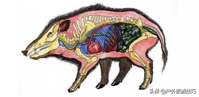 鍥藉鐙╃寧閲庣尓,缇庡浗鎹曠寧閲庣尓