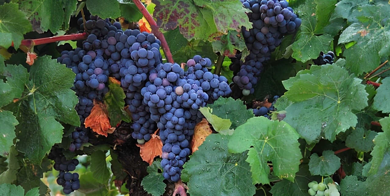 西班牙葡萄酒系列,西班牙葡萄酒大全