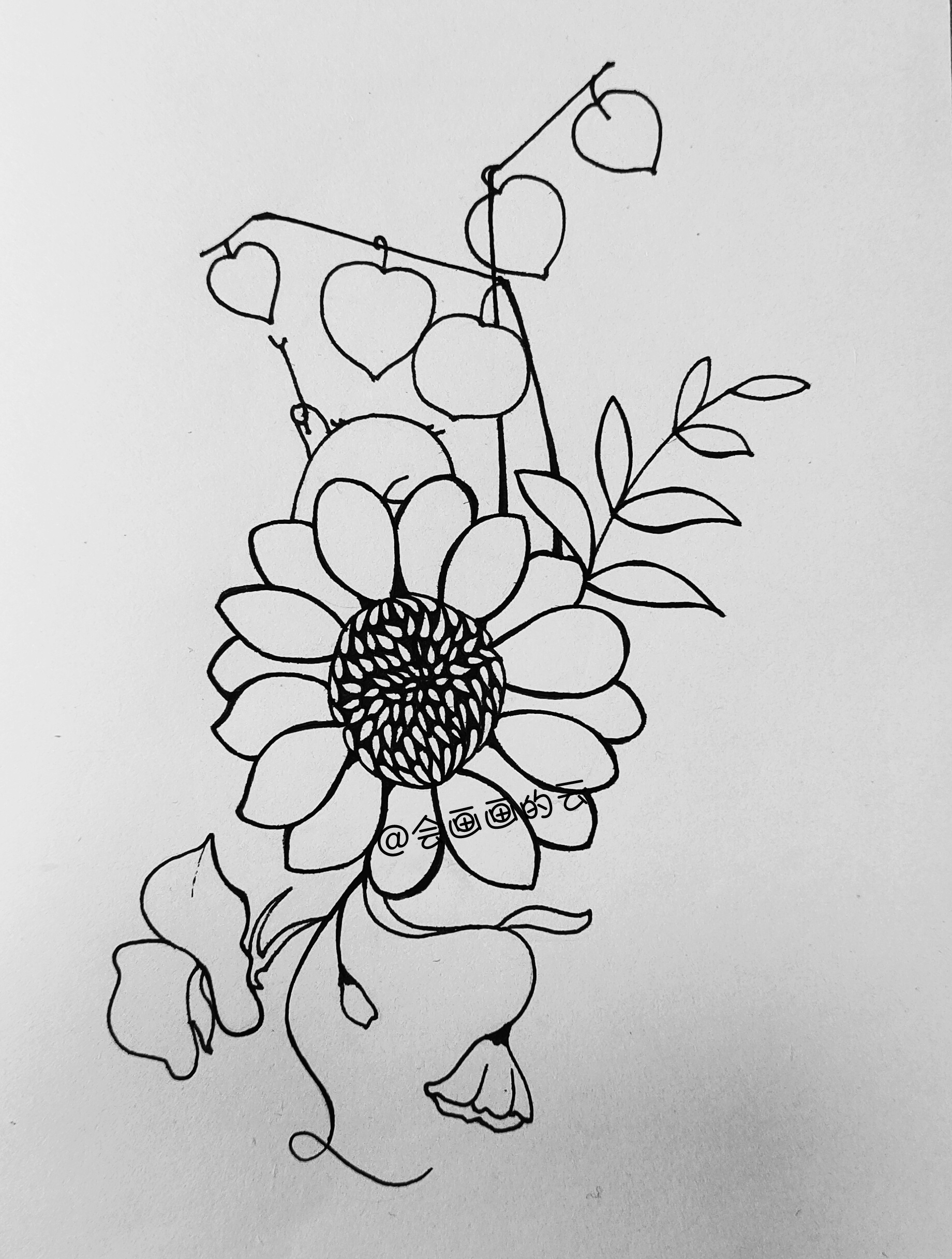 花卉线描简笔画,画花卉教程简笔画