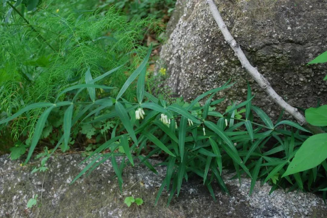硬核整顿！高清中药教材原植物彩*图色**谱（四期）