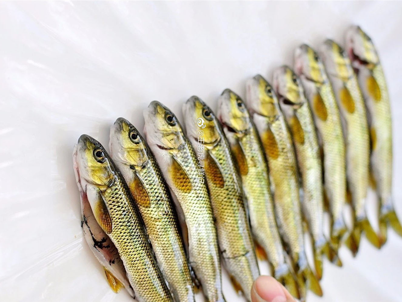 野生赤鳞鱼特征与分布,泰山赤鳞鱼在别的地方也有吗