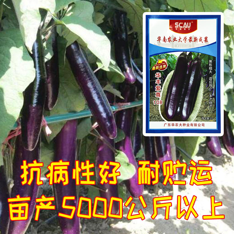 高产茄种,紫红茄品种排名第一名