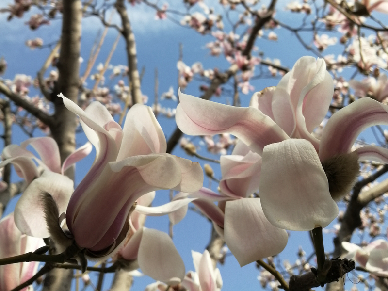 描写春天景色的古诗有哪些,描写春天景色的古诗8首带释义