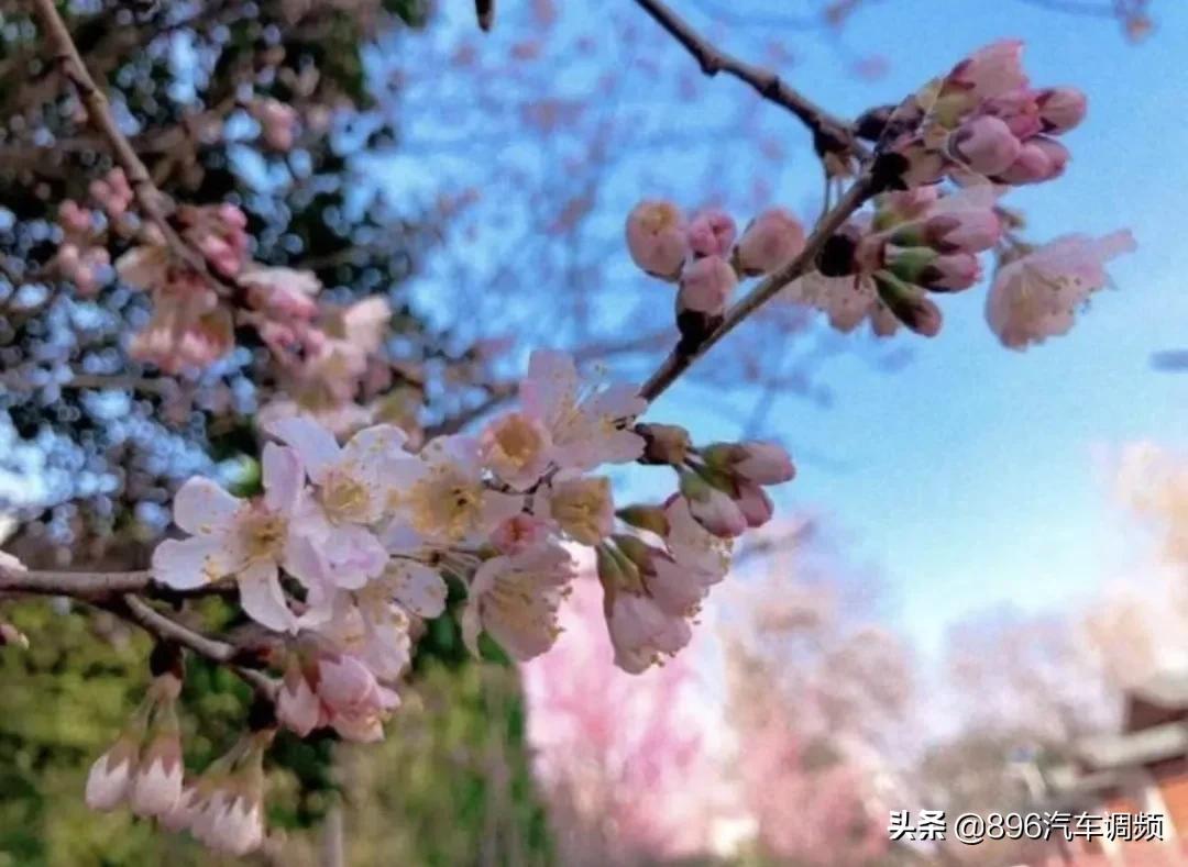 西安新增旅游景点最新消息,西安免费景区开放的最新通告