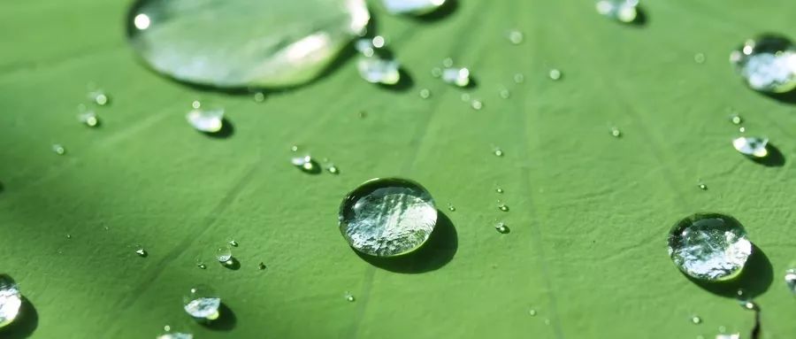 荷叶减肥到底有多快,荷叶茶减肥辟谣