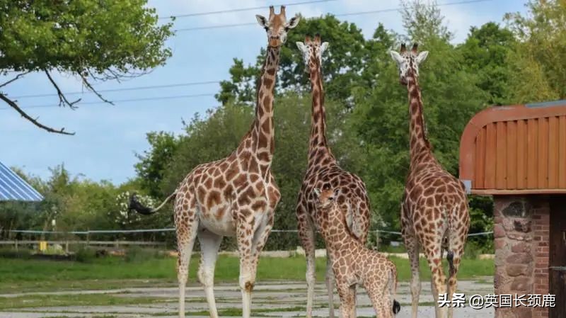 全球十大最受欢迎的野生动物园,伦敦十大动物园