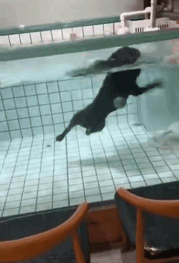 法斗潜水淹死了,法斗在宠物医院洗澡意外死亡后续