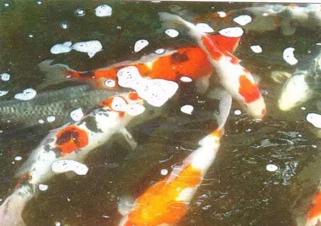 养鱼池净化水质的设备详细过程,养鱼池水质净化设备