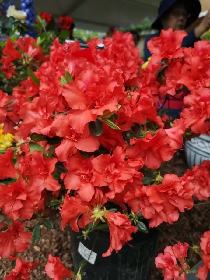 这个花展上的新优品种，为什么这么美？