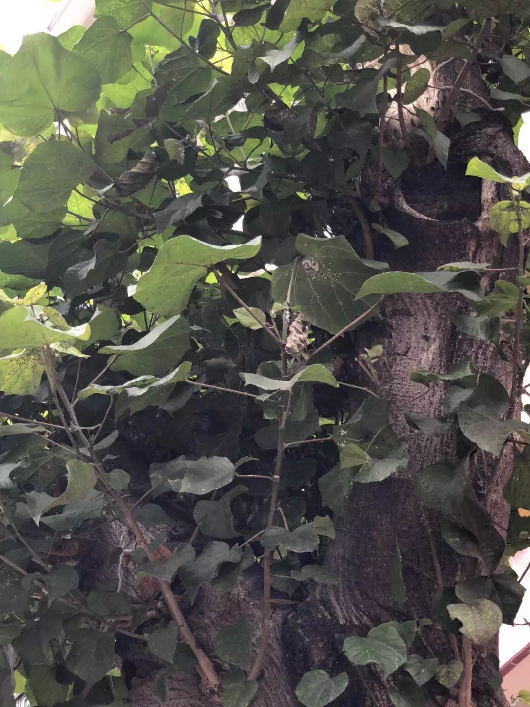 番禺｜桥南汇景大道现“飞霜”？原来是这种害虫泛滥！桥南街绿化队出动了