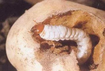 马铃薯的地下害虫有哪些,马铃薯种植技术及病虫害防治