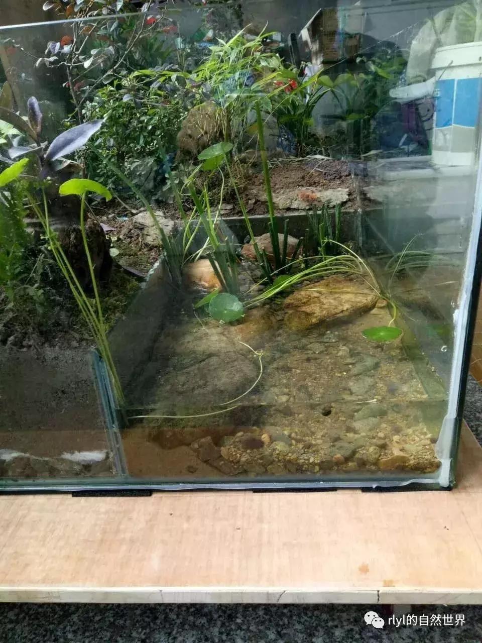 黄缘龟多大可以进环境造景,黄缘龟造景用陶粒还是火山石