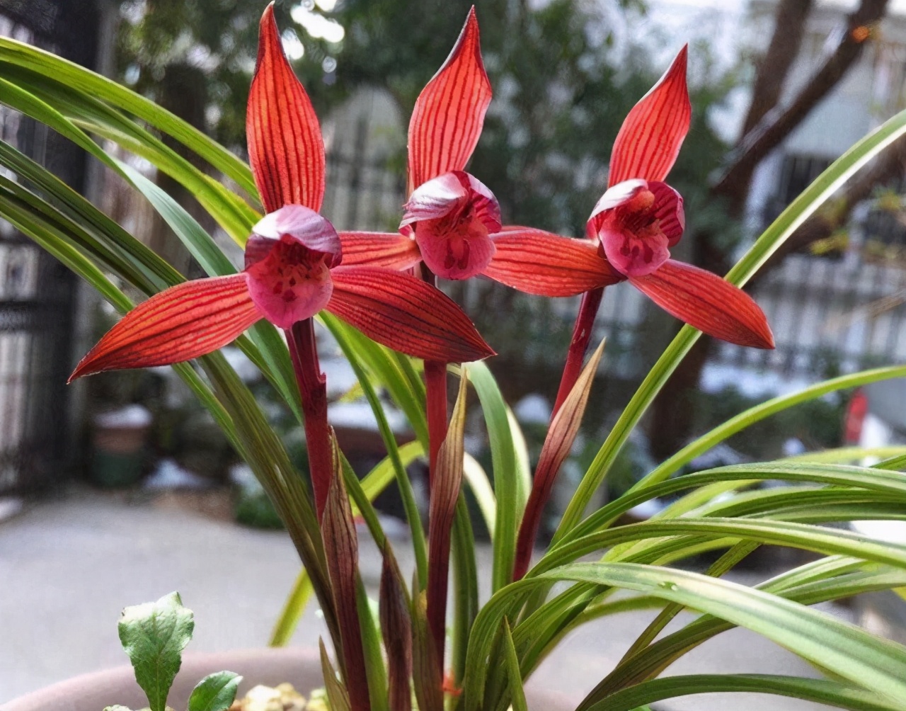 云南第一红素兰花,高档兰花云南红素