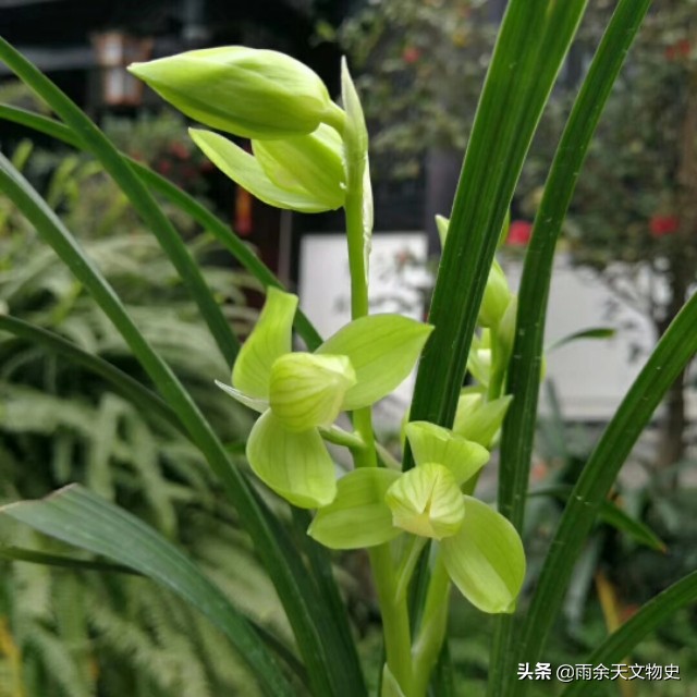 春剑中透兰花名品,春剑大富贵兰花