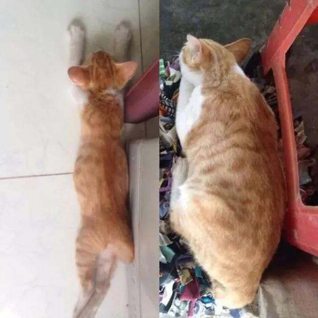 原来橘猫是从小就开始胖了,橘猫为什么可以长那么胖
