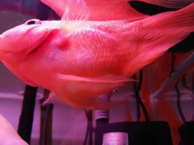 红鹦鹉鱼常见病有哪些症状,红鹦鹉鱼常见病用什么药呢