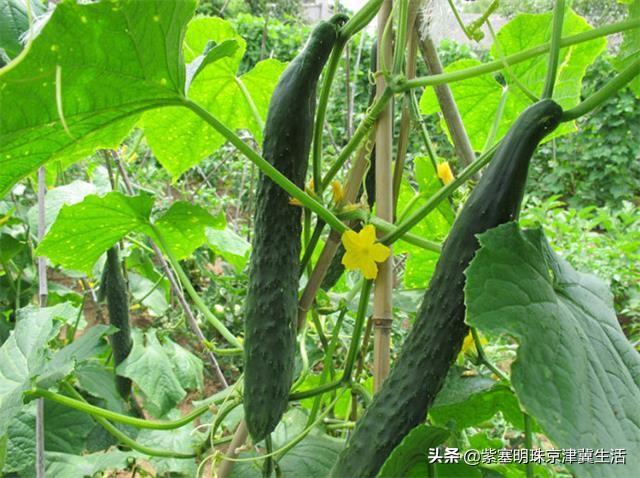 塞罕坝蒙古大营度假村,内蒙塞罕坝旅游