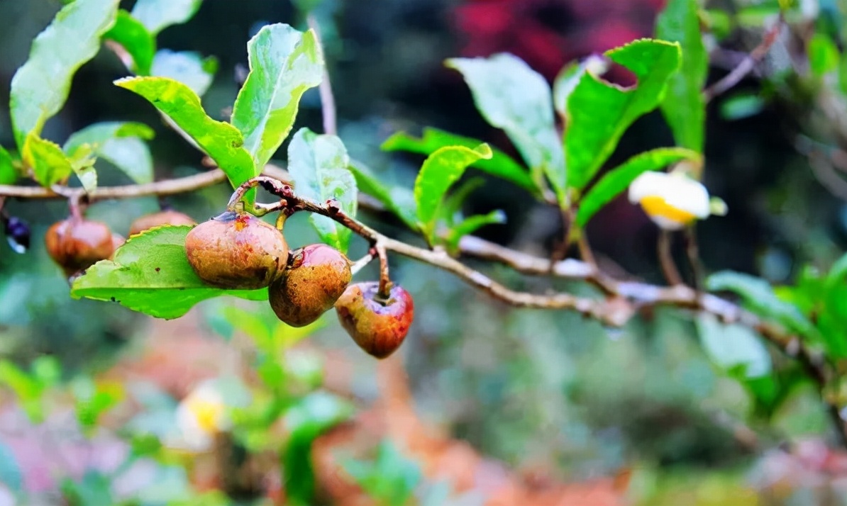 江西武陵红茶,江西最好的红茶