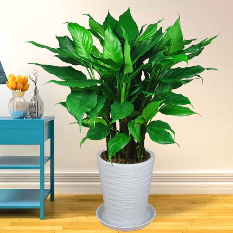 室内甲醛检测与治理,甲醛治理真的有效吗