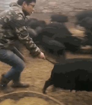 给母猪保健用什么中药最好,给母猪做产后护理