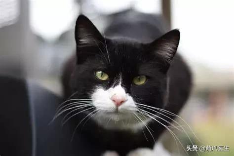 “你根本不爱猫，你就是馋它的身子！”