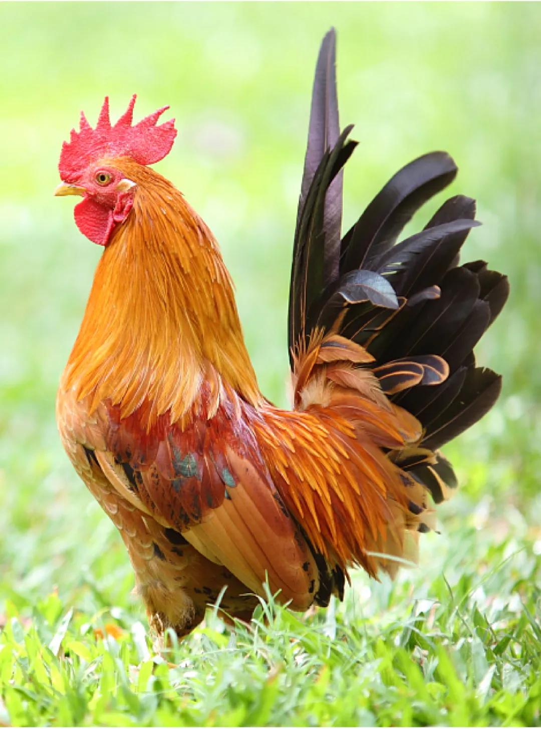 一张名片上印多个品牌logo,一张图片一个大字