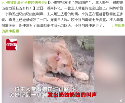 2米长大蟒蛇吓坏居民,深山出现巨大蟒蛇