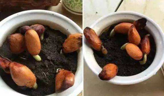 榴莲核泡在水里为什么会裂开,榴莲的核能泡发芽吗