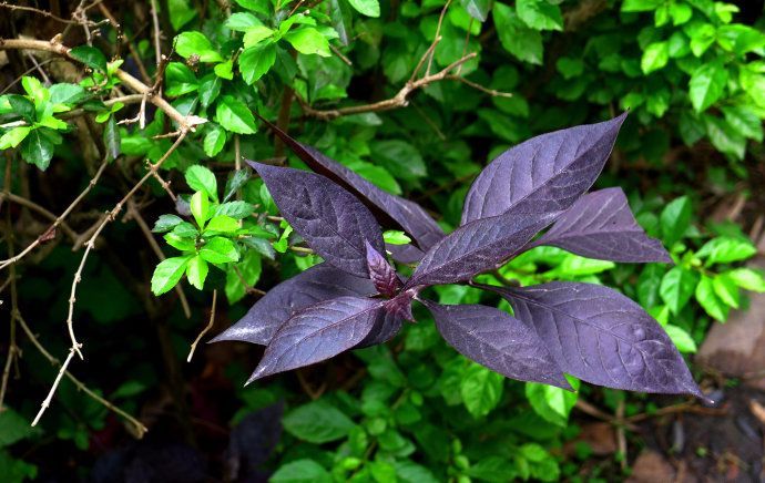 100种常见观叶植物图鉴史上最全,农村常见的100种植物