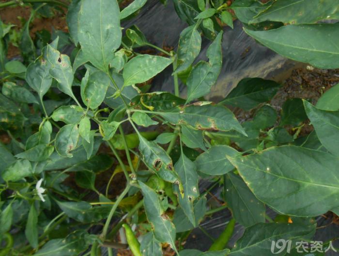 蔬菜细菌病图片大全,破解蔬菜病虫害之谜