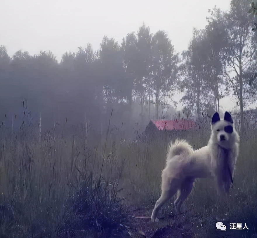 哈士奇和萨摩结合，生下了只超丑的宝宝，可没想到长大后这么飒