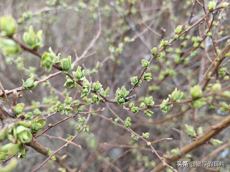 vivoiqooz5评测,vivoiqoo9评测视频