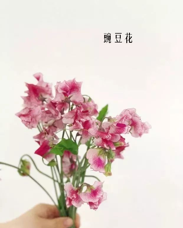 花店里同款的两种不同价格的花材,花店最容易被顾客误解的几种花材