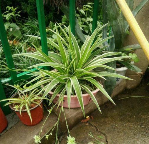 吊兰换盆时上面的小吊兰怎么处理,吊兰叶子发软下垂吊兰怎么样换盆