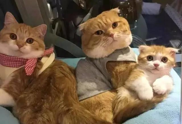 中华田园猫优点和缺点,中华田园猫有哪些品种