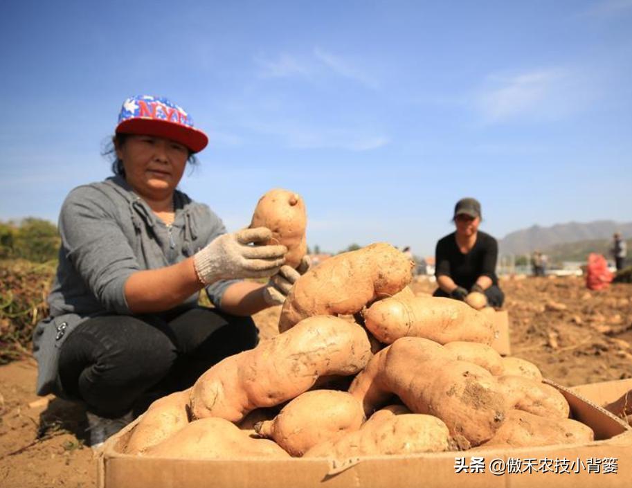 红薯种植高产技术怎样管理,红薯如何管理才能高产