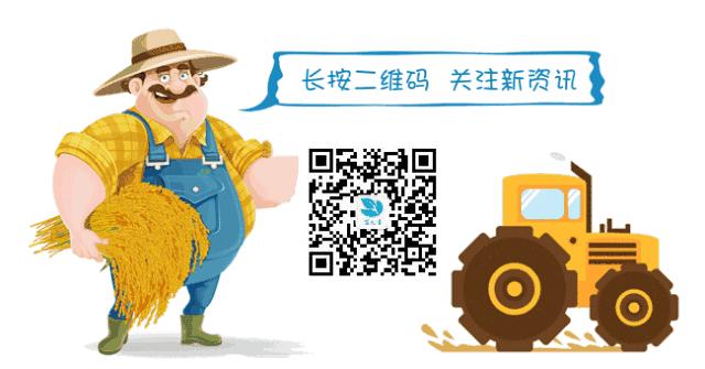 鸽子养殖的前景与利润,鸽子养殖的前景与利润如何