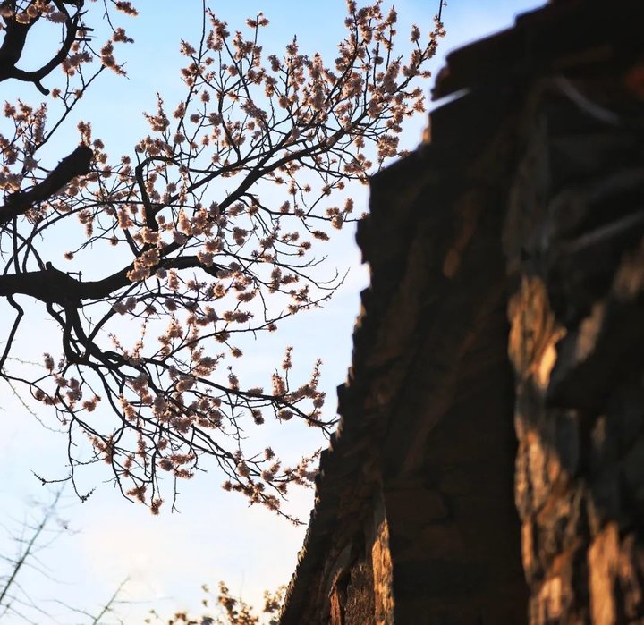 日照最美桃源,寻找最美春天日照惊艳全城