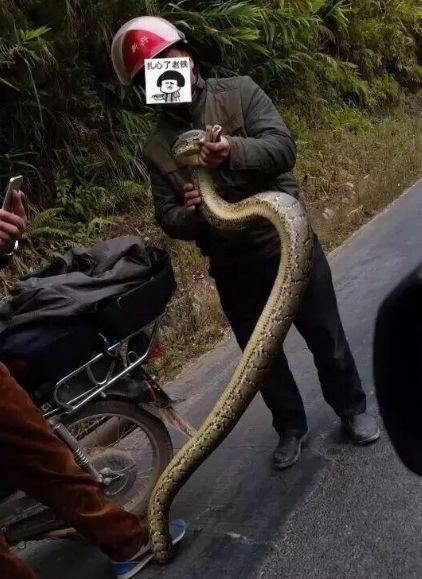 蟒蛇准备偷鸡吃被发现,巨大蟒蛇偷鸡被抓