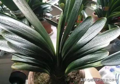 养君子兰不开花怎么办,养君子兰叶片不齐