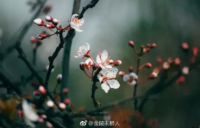 濡備綍鍖哄垎妯辫姳妗冭姳姊ㄨ姳鏉忚姳娴锋,妯辫姳妗冭姳鏉庤姳鏉忚姳濡備綍鍖哄垎