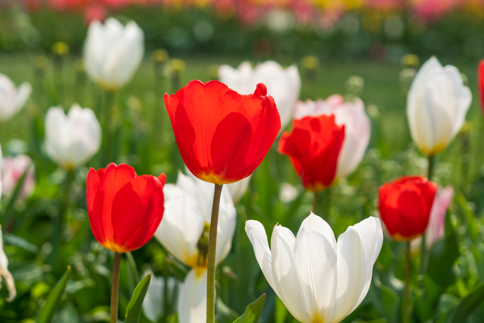 国际鲜花港郁金香,看郁金香北京国际鲜花港
