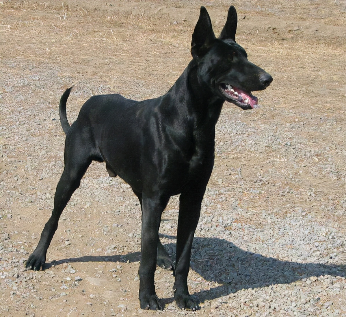 狗界“霸气”的几种狗，家里养一只，小偷不进门